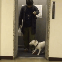 Заводной бультерьер