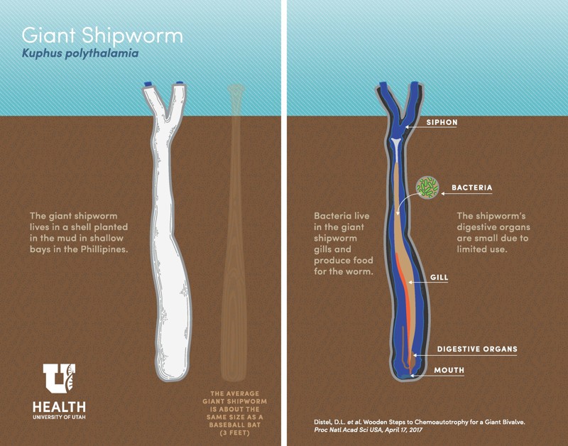 Ученые поймали гигантского корабельного червя, питающегося зловонным сероводородом