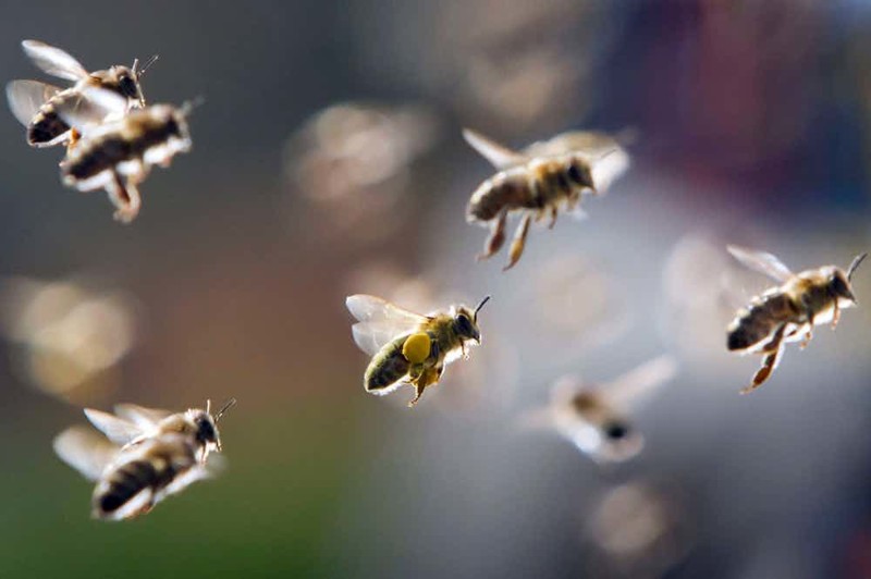 Неправильные пчелы