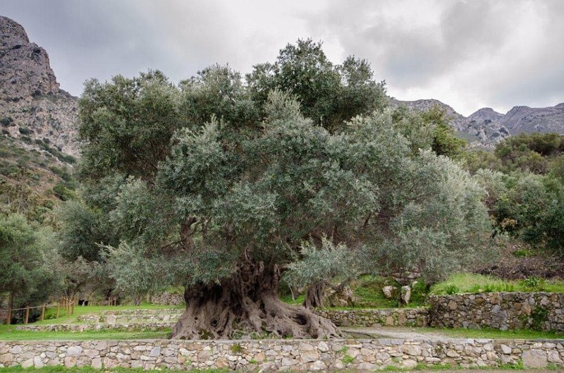 Оливковое дерево Вувес - возраст до 4000 лет