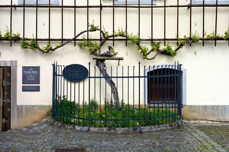 Старая виноградная лоза, Марибор, Словения - 400 лет