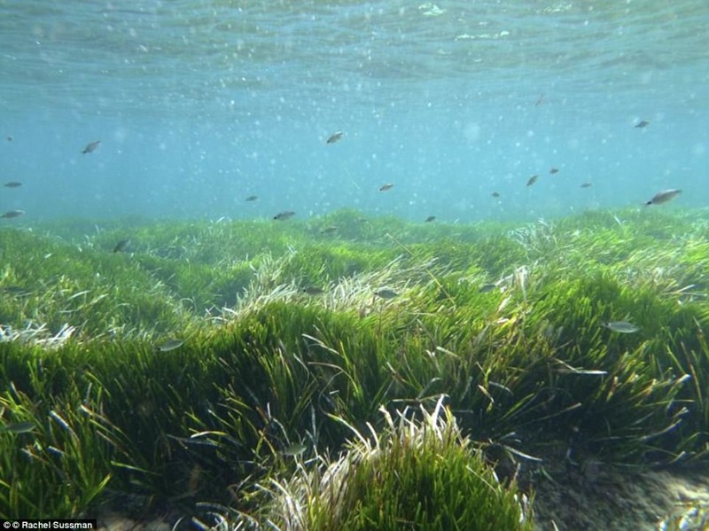 Морская трава на Балеарских островах в Испании -  100 000 лет