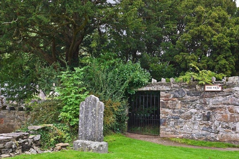 Фортингэльскому тису в Шотландии около 5 000 лет