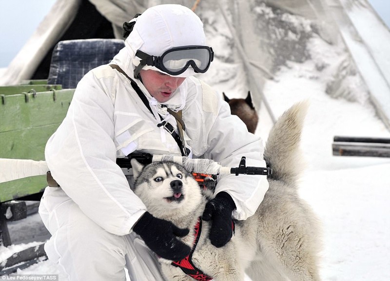 Один из членов бригады пехоты со своей собакой во время учений вблизи поселка Ловозеро