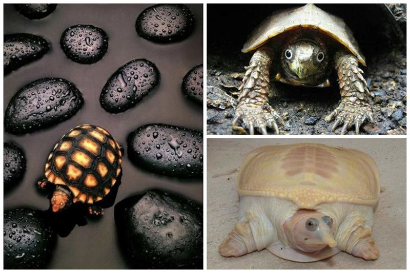 Самцы индийских черепах в брачный период изменяют свой цвет кожи в области глаз и носа.