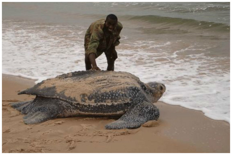 Самая большая в мире из морских - кожистая черепаха, известны экземпляры весом около тонны, с размахом ласт 5 метров и возрастом около 550 лет. 