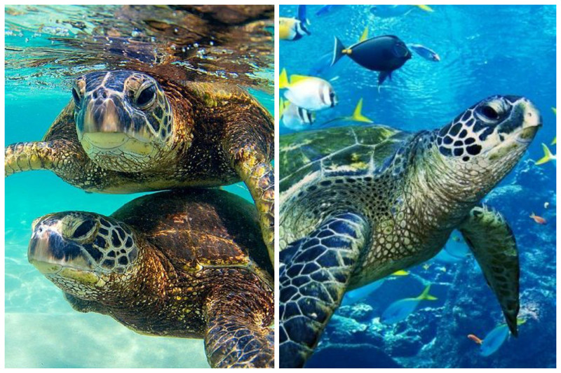 Морские черепахи ориентируются по магнитному полю Земли и могут благодаря ему возвращаться к месту своего рождения для откладывания яиц