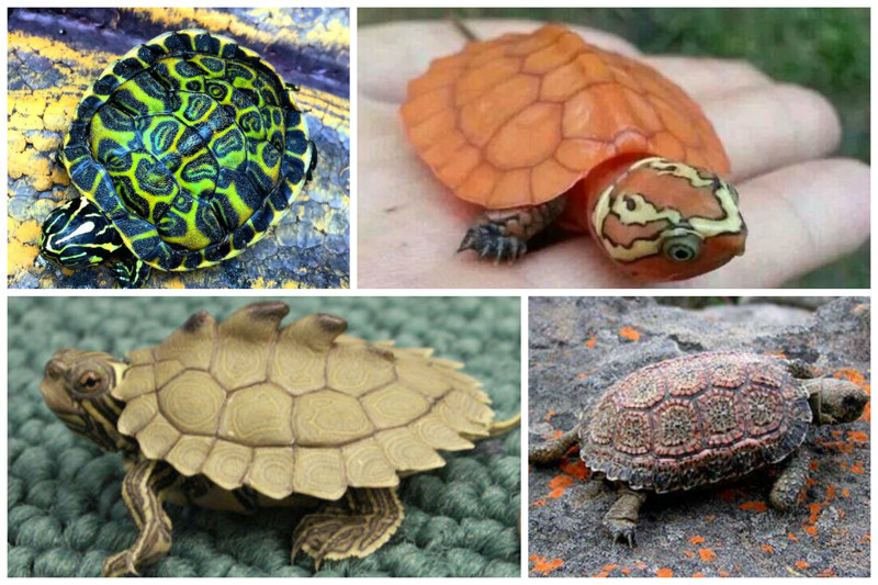 Болотная черепаха может обходиться без пищи 5 лет