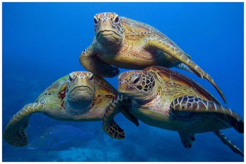 Кожистая черепаха передвигается в воде со скоростью 35 км/ч и может нырять на глубину до 1200 метров