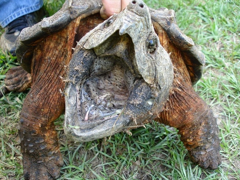 Кожистая черепаха — Википедия
