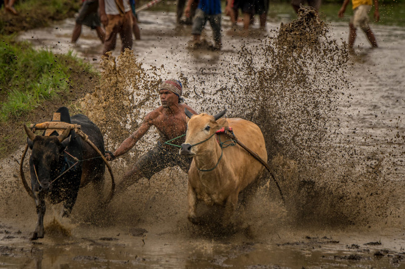 8. Примерно так и проходят традиционные гонки на быках в Индонезии.