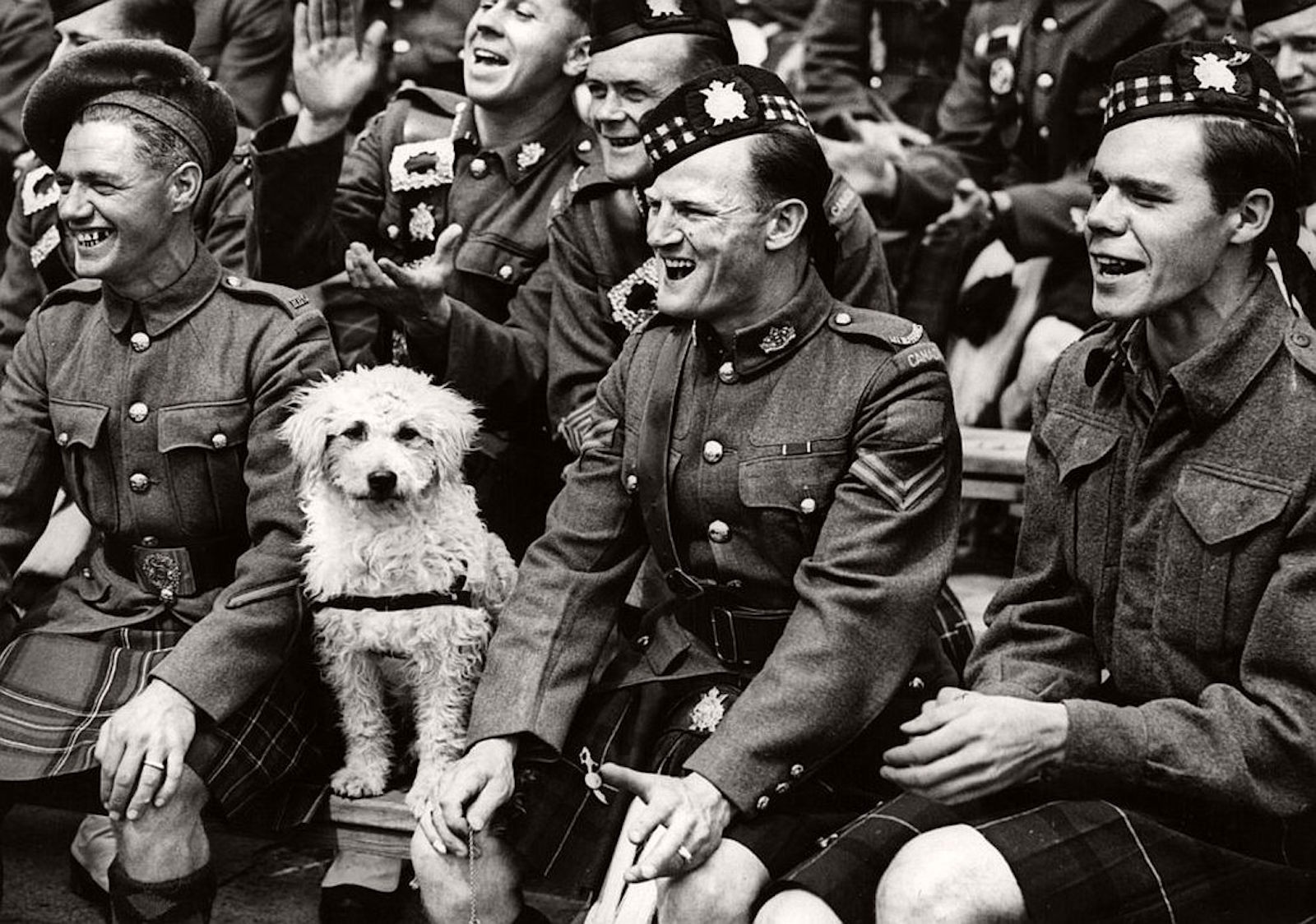 Собаки во второй мировой войне