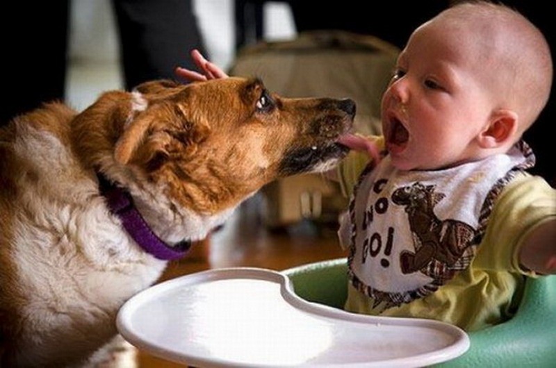 Собака не ест только пьет. Собака для детей. Для детей. Животные. Забавные дети и животные. Смешные детки и животные.