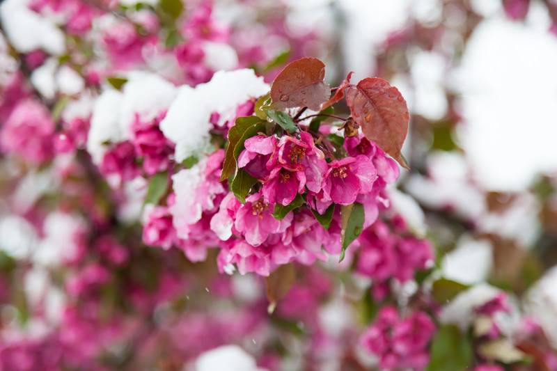 Цветы под снегом в Кишиневе: красота увядания