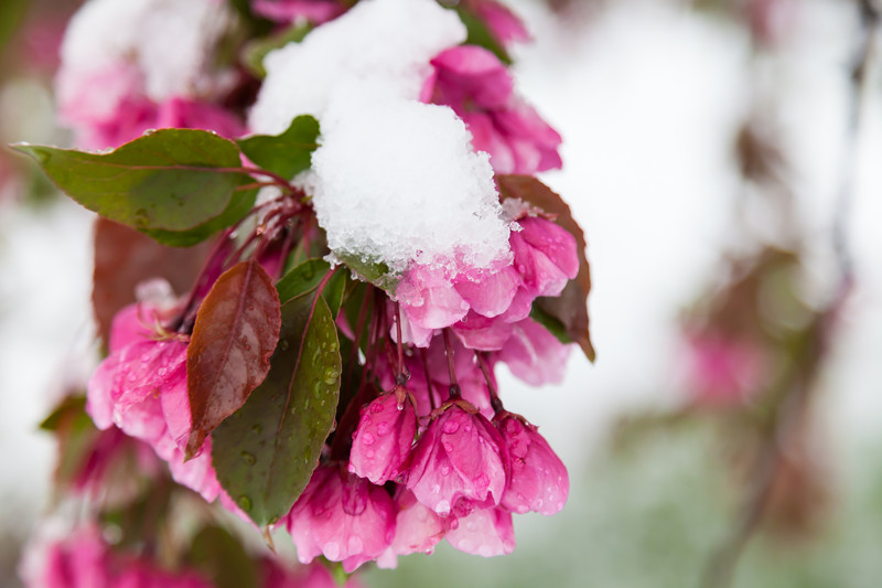 Цветы кишинев. Цветы под снегом. Обои на рабочий стол цветы под снегом.