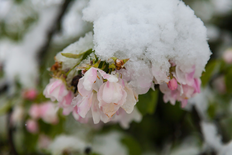 Цветы кишинев. Цветы под снегом. Вишня под снегом.