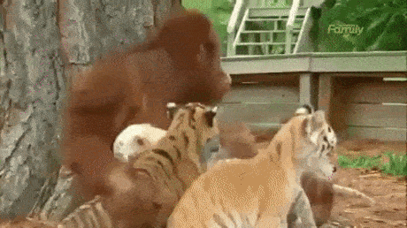 Тигрята приняли обезьяну за маму