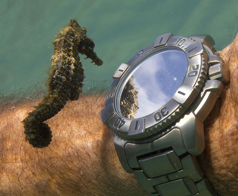 Морской конек вглядывается в свое отражение на часах дайвера 