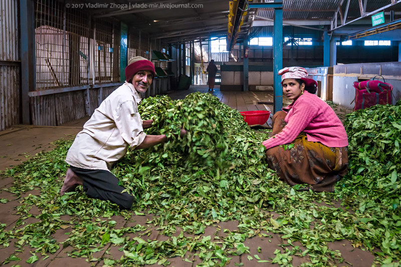 Индийский чайный завод: вид изнутри