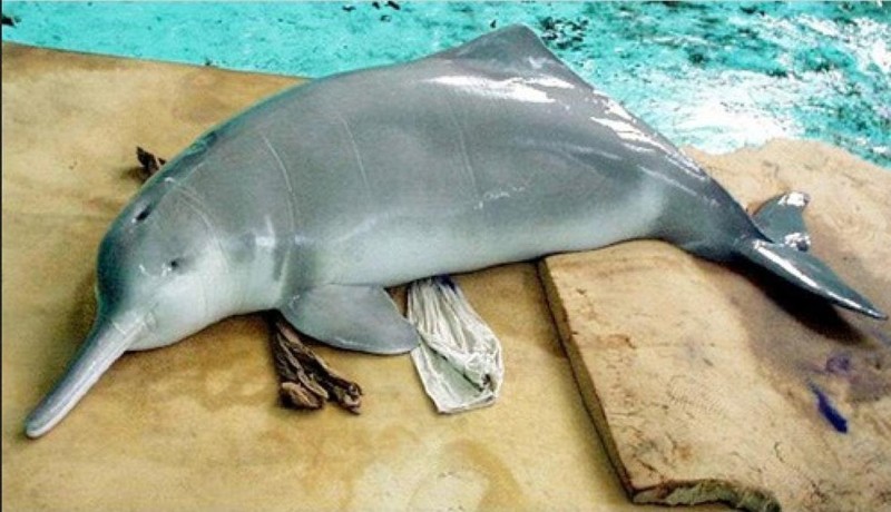 Дельфины Байджи