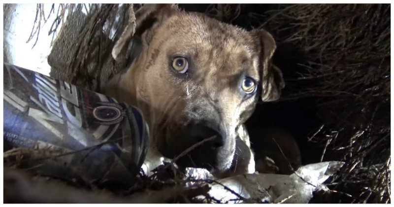 Мир не без добрых людей! Отважные волонтеры в ливневый шторм спасли собаку с новорожденными щенками