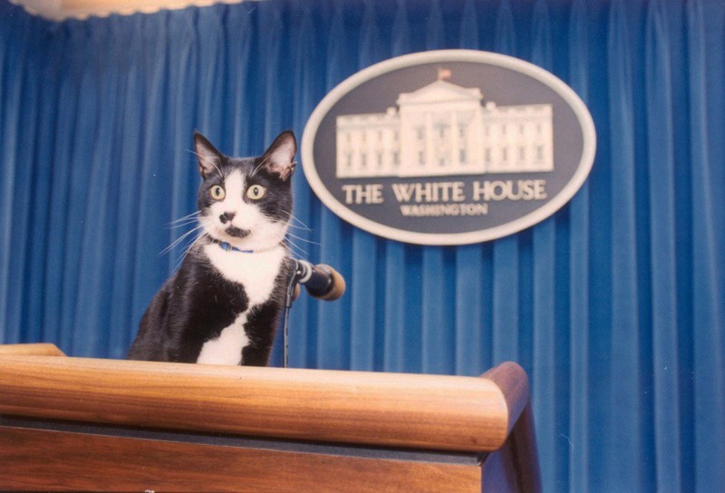 Кот президента Клинтона занял подиум пресс секретаря в Белом доме, 1993 год.