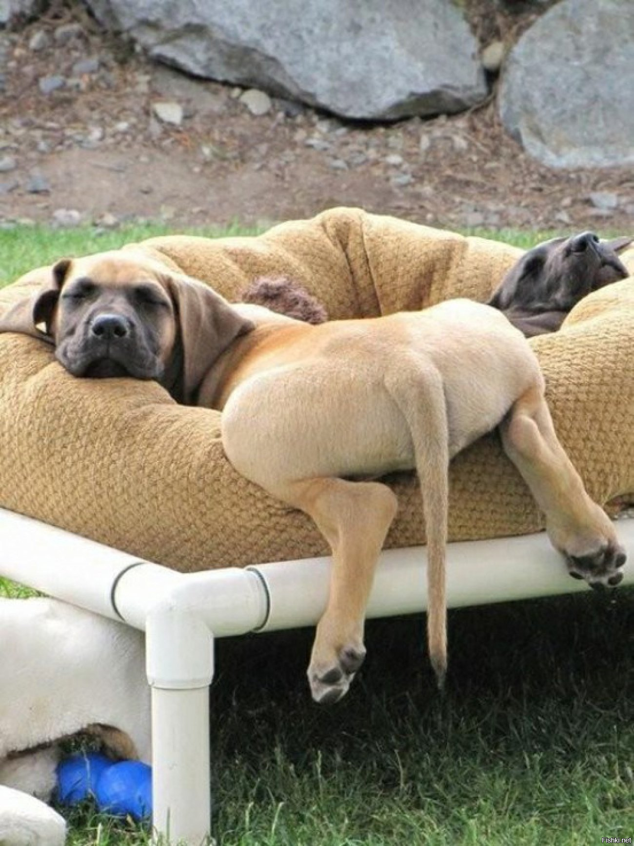 Расслабленная собака. Забавные собаки. Спящие животные. Расслабление животных. Уставшая собака.