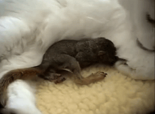 "И бельчонка выращу"