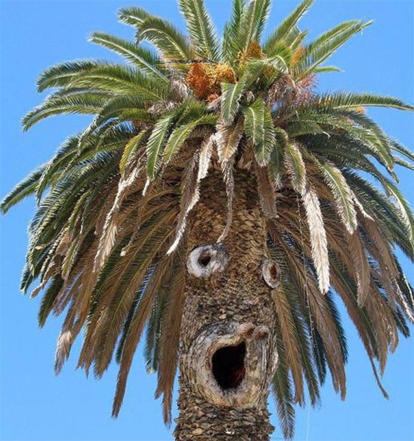 Веселая пальма