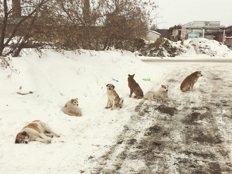 Российская действительность и собаки