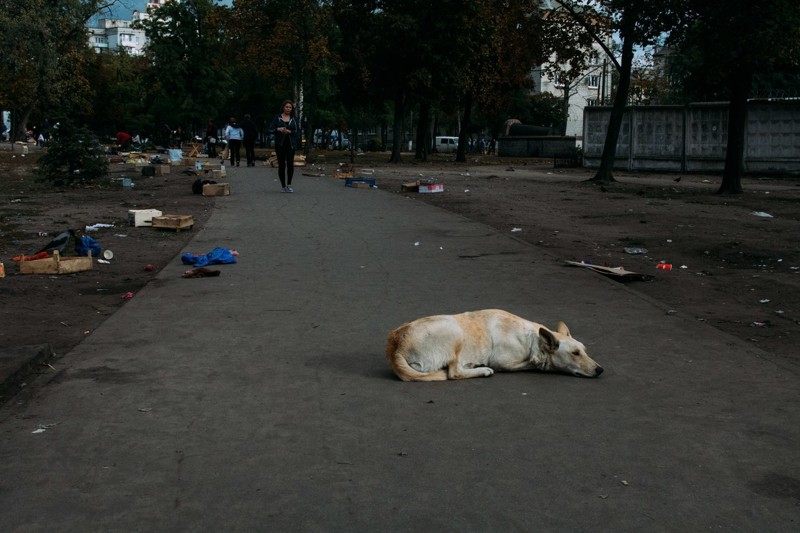 Российская действительность и собаки
