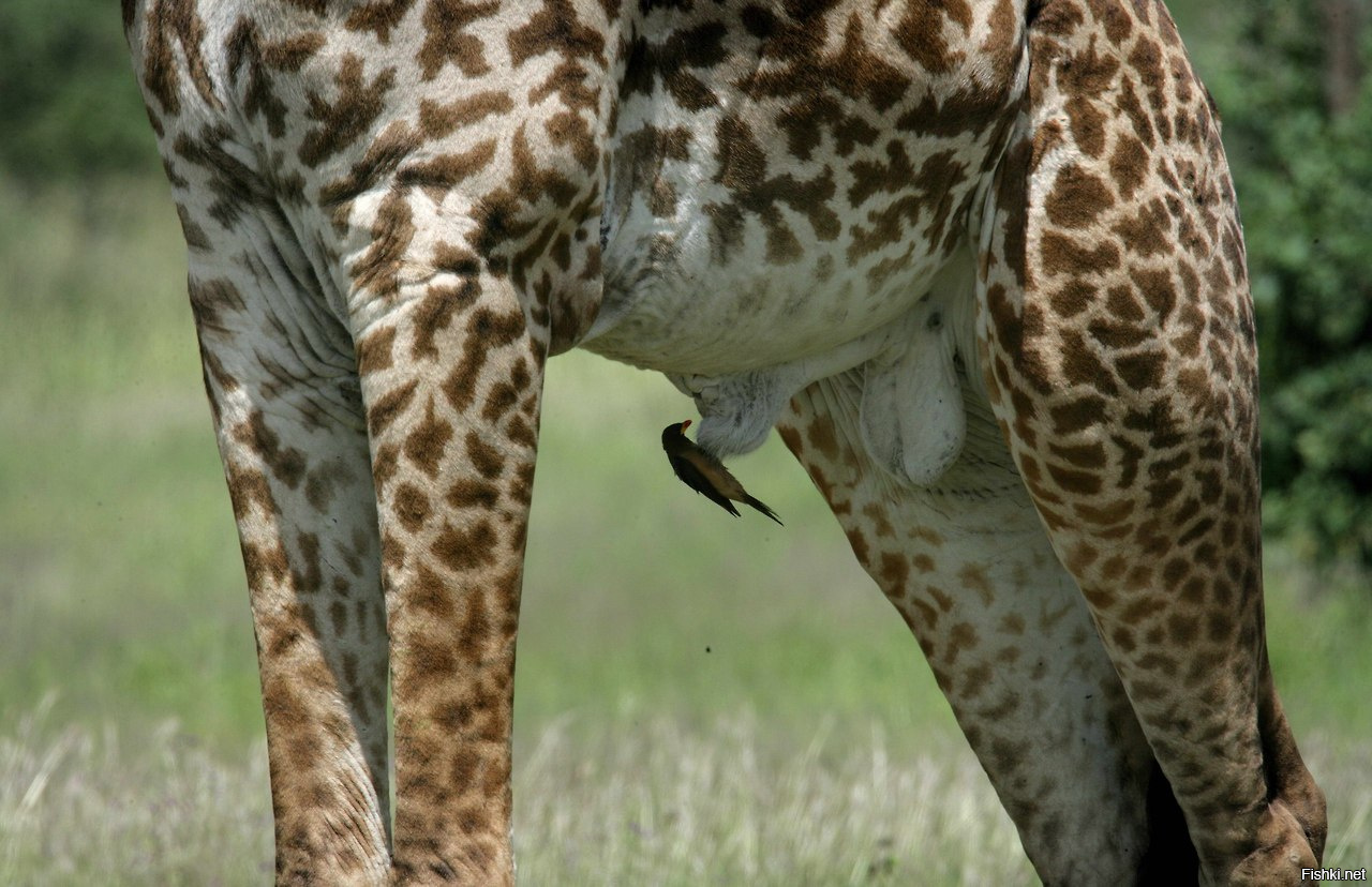 член у жирафа длина фото 5