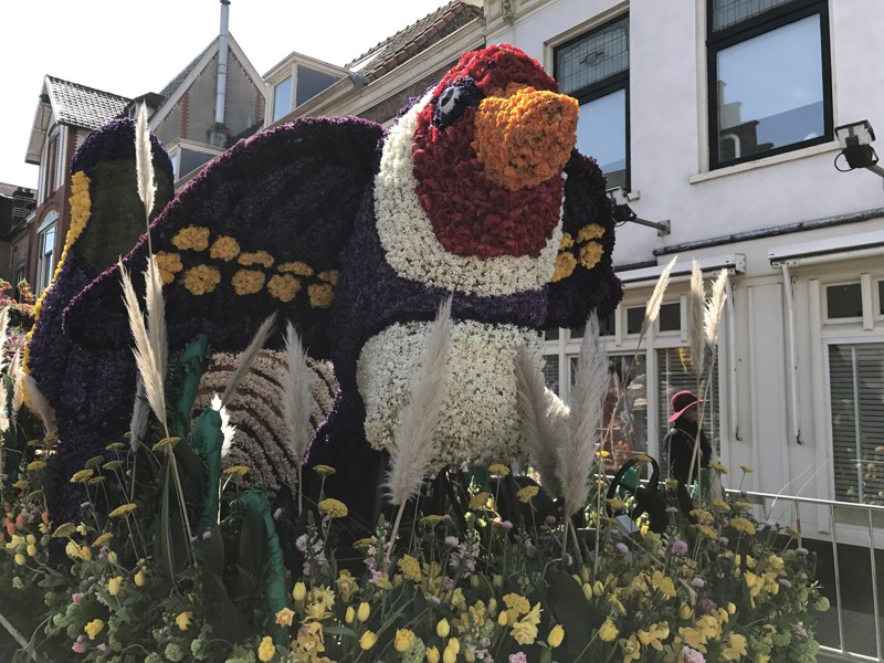 Фотоотчёт с парада цветов в Голландии 23 Апреля 2017