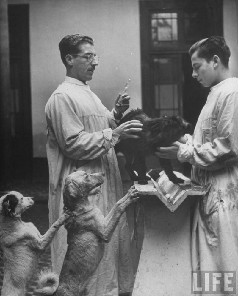 Собаки выстраиваются в очередь за порцией экстракта листьев коки для эксперимента, Перу, 1950 год.