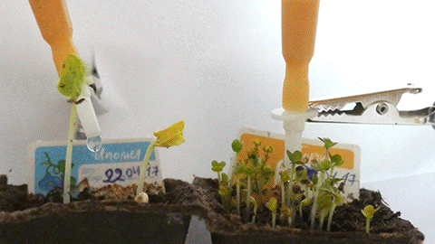 12 часов роста комнатных растений