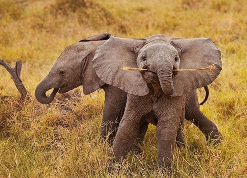 Новорожденный слон