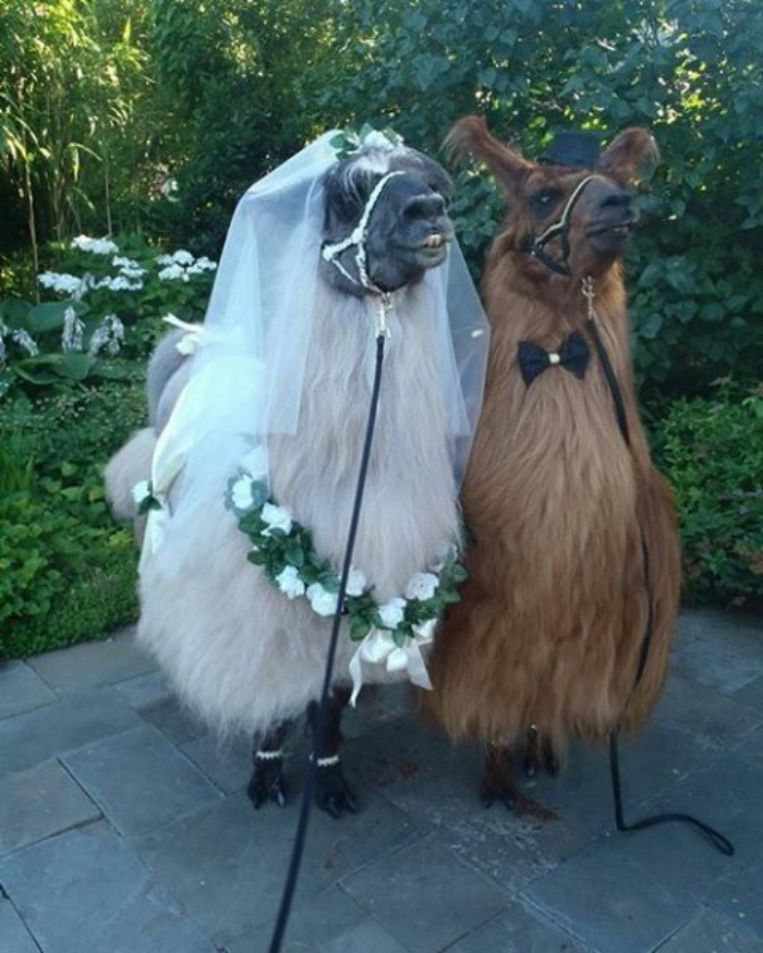 Обезьянки в свадебном платье