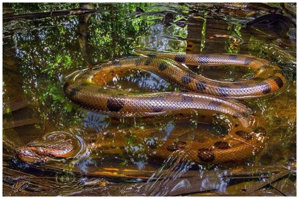 Большие змеи в воде. Зеленая Анаконда (eunectes murinus). Южная Америка Амазонка Анаконда.