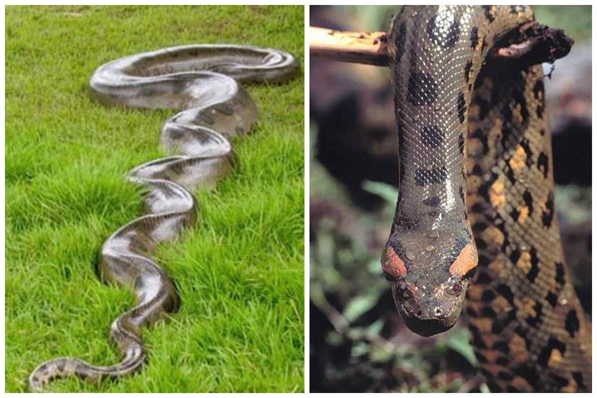 Сколько метров змея. Водяной удав Анаконда. Анаконда змея самая большая. Королевская Анаконда змея. Ядовитая змея Анаконда.