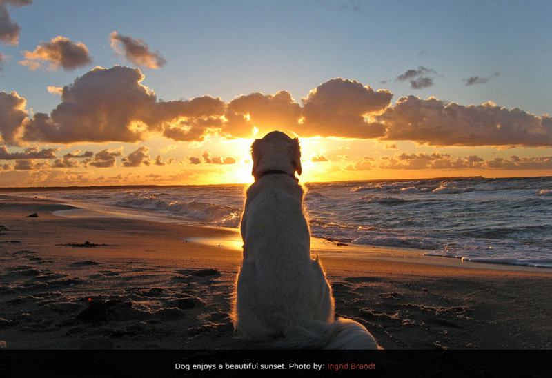 Удивительный мир собак в фотографиях