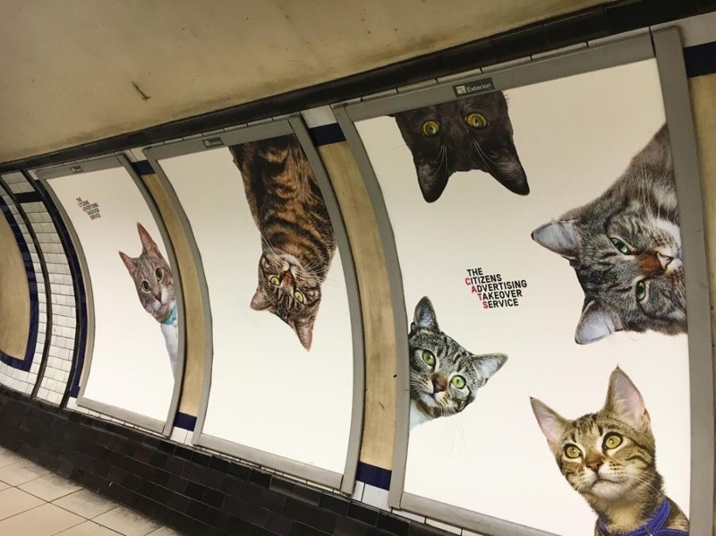 В Британии появилась необычная реклама в метро, на которой одни только кошки!