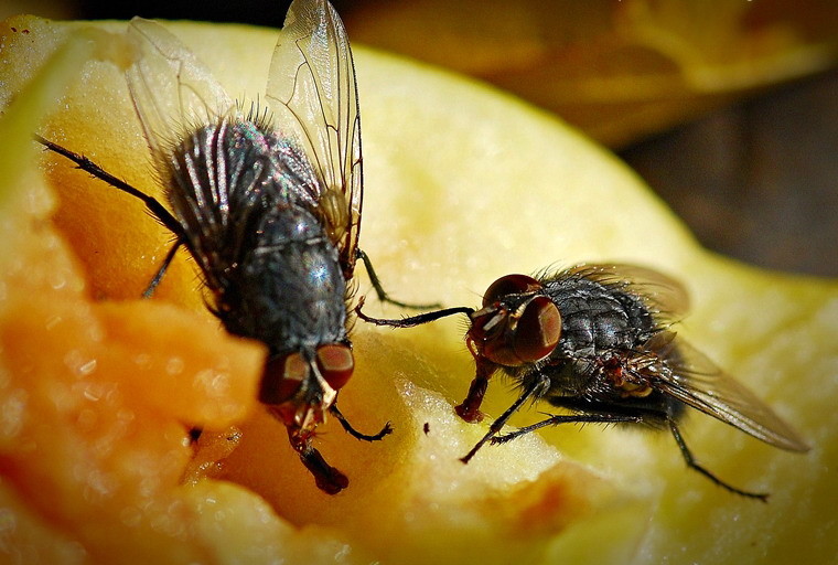 А вы знали, что на самом деле происходит с вашей едой, когда на нее садится муха? Фу!