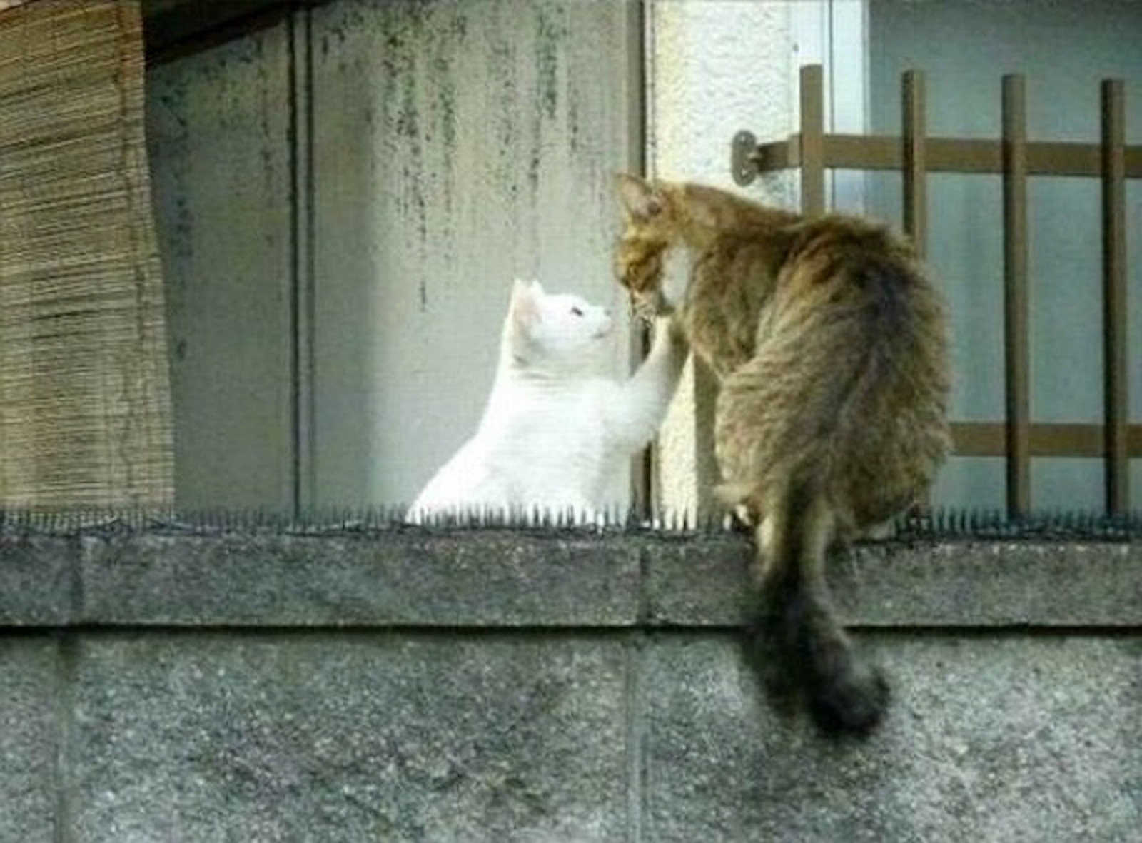 Кошка придет. Коты на встрече. Кошка на заборе. Кошки на свидании. Свидание с котом.