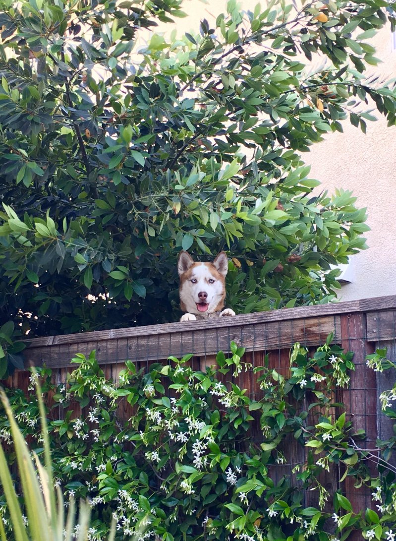 Соседский пес