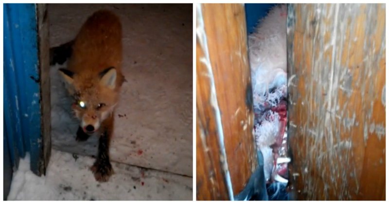 Почему люди не зря боятся зомби-апокалипсиса: нападение бешеной лисы на жителя Коми