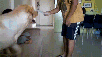Собака ребенка в обиду не даст