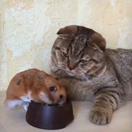 Слегка обалдевший кот