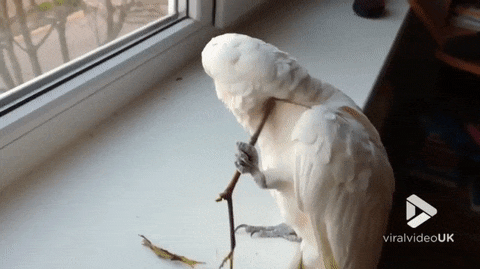 Шейка зачесалась