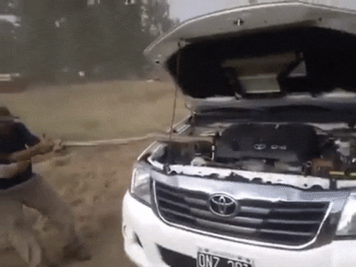 Змея забралась под капот машины