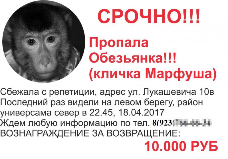 В Омске сбежавшая обезьяна перебирала двигатель автомобиля